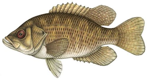 Rock_bass