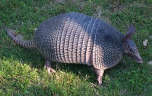 Nine-banded armadillo