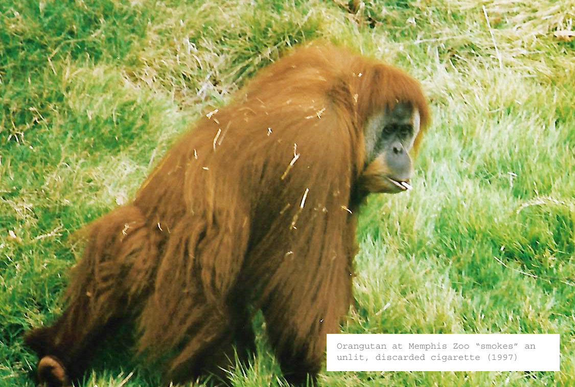 memphis orangutan 1997_edited-1